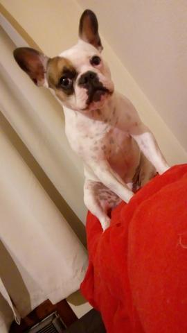 Vendo Bulldog Francês