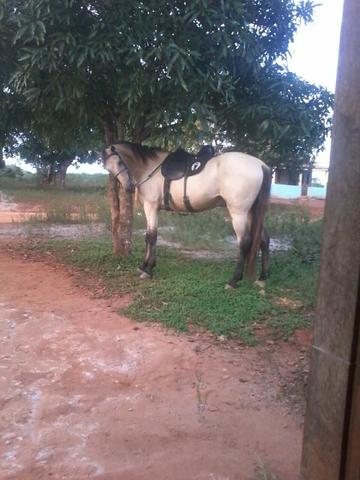 Vendo ou troco Cavalo mestiço com campolina