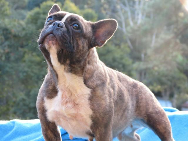 Buldogue Francês Fêmea - Matriz