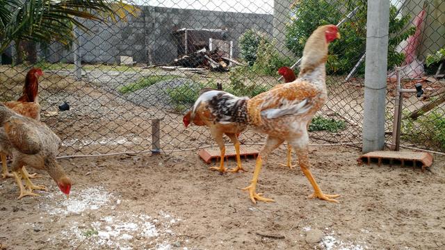 Frango 1,4 centímetros com 7 meses 