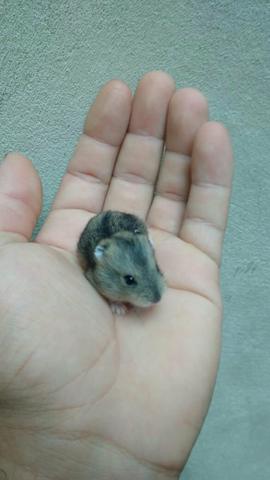 Hamster anão russo silvestre *Leia