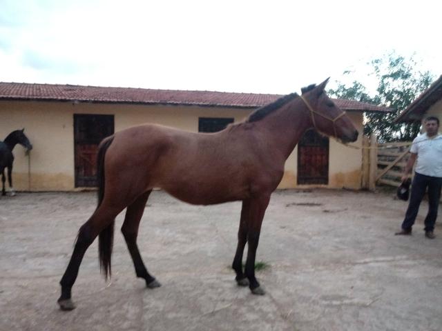 Linda potra marchadeira