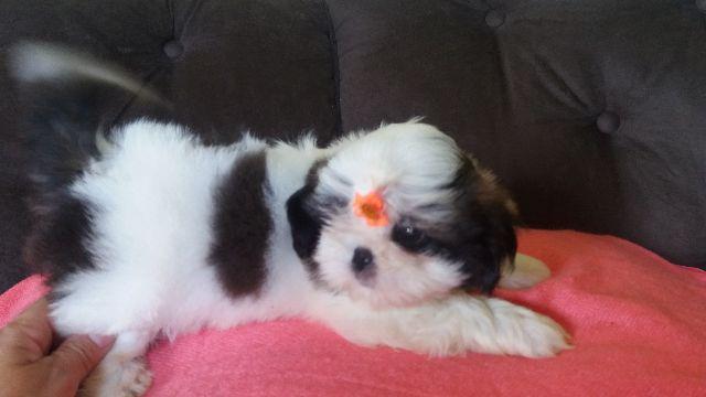 Lindas Bbs de shih tzu