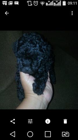 Lindos poodle toy