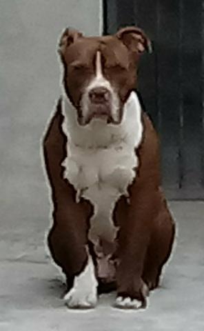 Padreador Pit bull