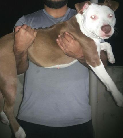 Pitbull Linda fêmea de Pitbull