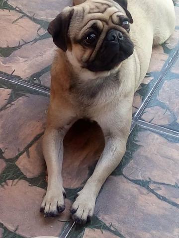 Pug padreador pra cruza 500 rs