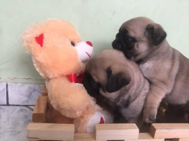 Pugs legítimos! Pronta entrega + brindes