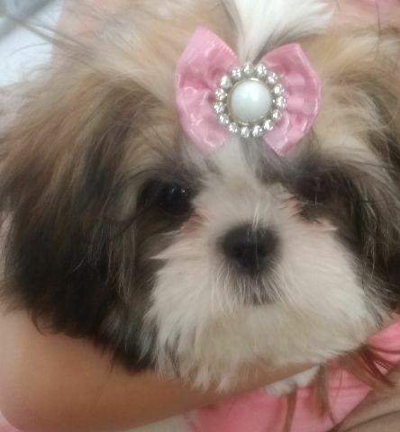 Shih Tzu