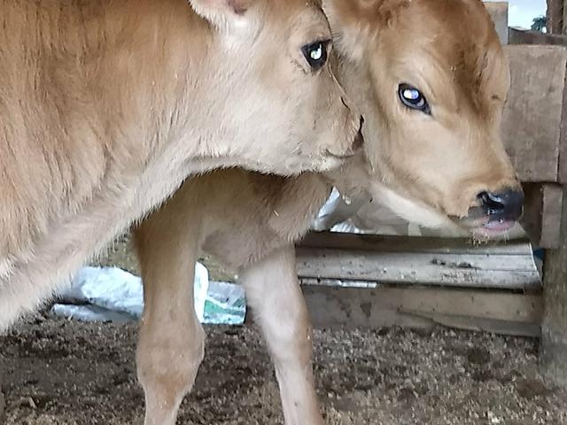 Terneiros e bezerros PROMOÇÃO