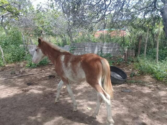 Vende-se potro quarto de milha!