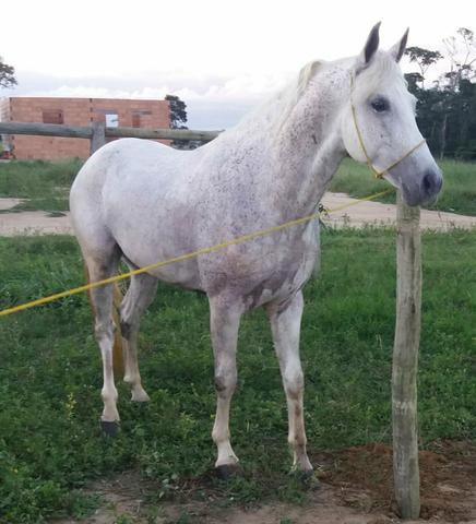 Vende se um cavalo e um jumento