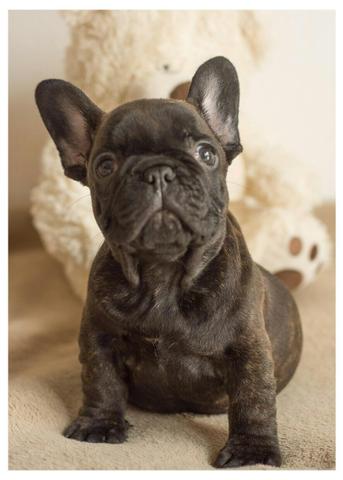 Bulldog francês blue gen