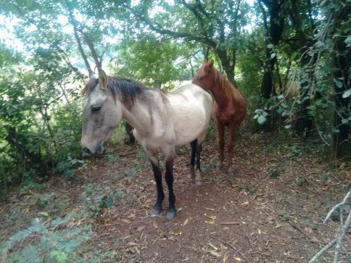 Cavalos Paraná