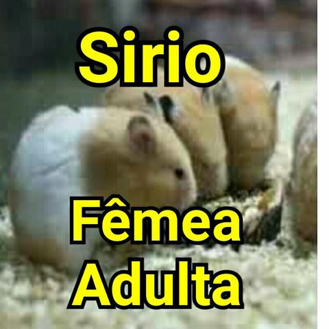 Compro Sirio Fêmea Adulta