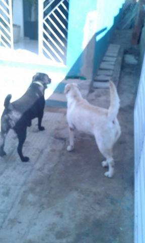 Doação de Labrador puro