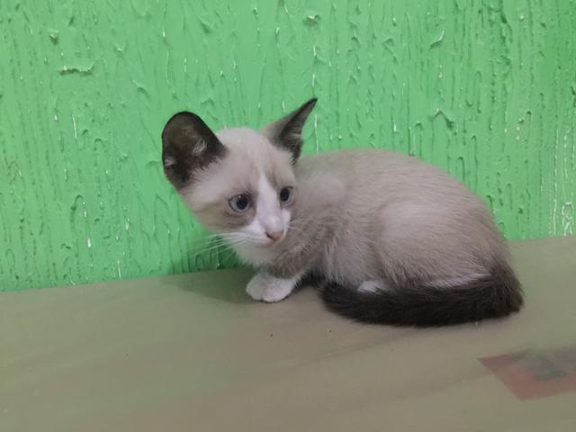 Doação de gato Siamês