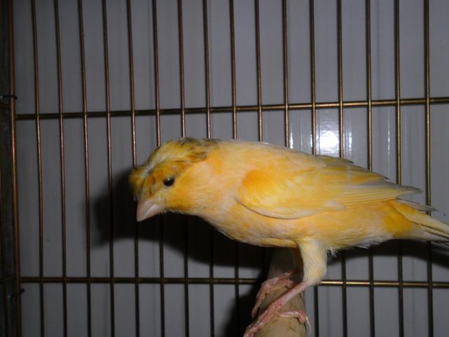 Femeas disponiveis 48 