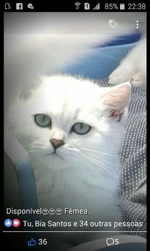 Fêmea British Disponível. Cor *chinchilla*