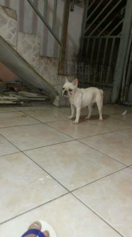 Fêmea de francês próximo do cio 