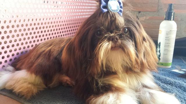 Macho shihtzu choco