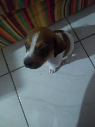 ? cachorrinhos lindos e fofos