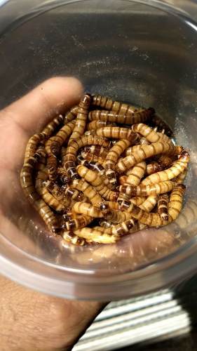 100 Larvas De Tenebrios Molitores Matrizes Adultas