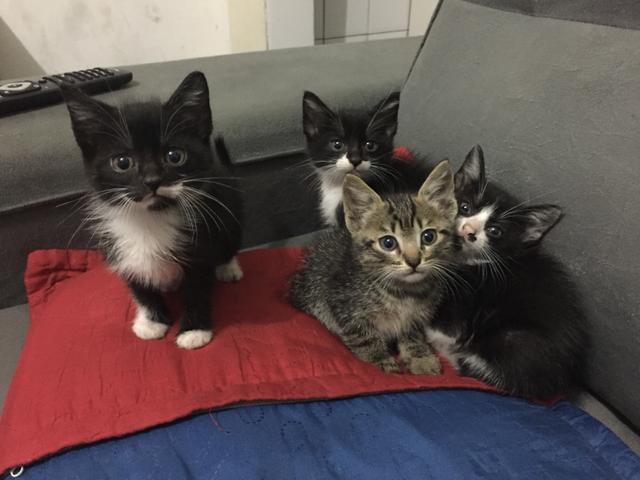 Doação de gatinhos em maua