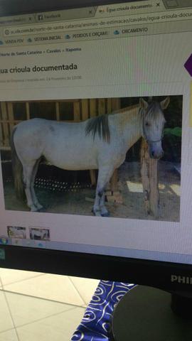 Egua tordilha Crioula Pura