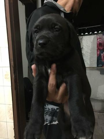 Labrador otma linhagem 45 dias