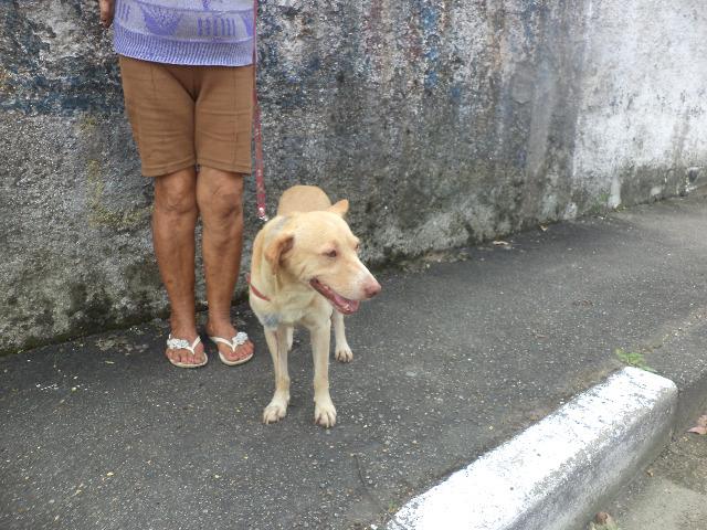 Labrador para adoção em Santos, SP