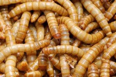  Larvas De Tenebrios Molitores