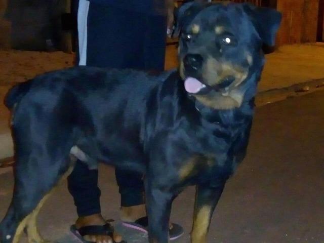 Rottweiler macho 2 anos