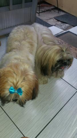 Shih tzu para crusar so 200