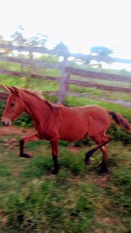 Ta proucurando um potro um futuro garanhão,Manga