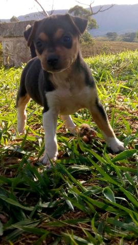 Terrier Brasileiro (Fox Paulistinha)