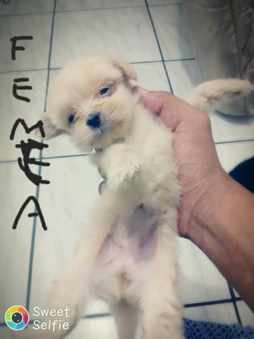 Vendo Lhasa Apso