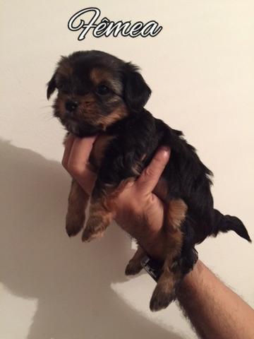 Yorkshire Terrier Fêmea