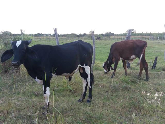Bezerros e bezerra girolando!