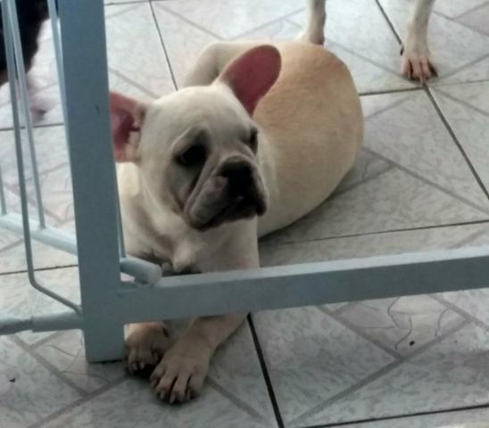 Bulldog francês