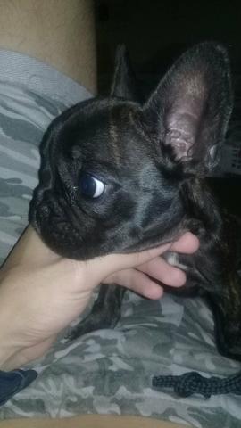 Bulldog francês pedigree