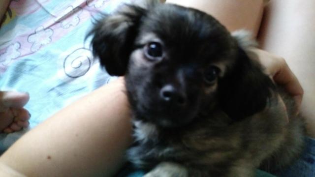 Femea lhasa com york