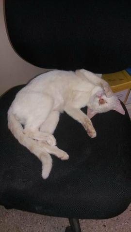Gatinho branco para adoçao, com castraçao agendada e paga