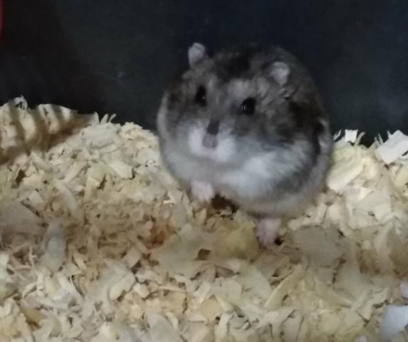 Hamster anão russo