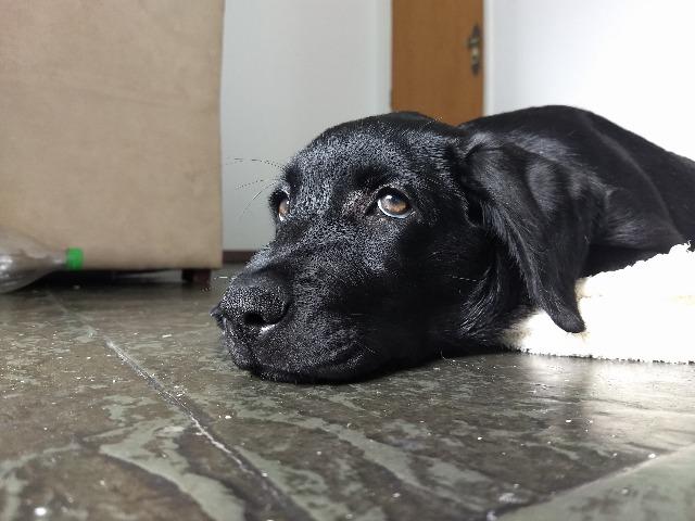 Labrador 3 meses