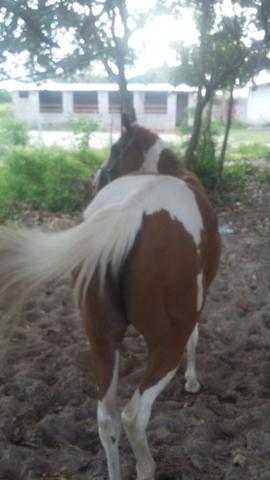 Égua Paint Horse 5 anos