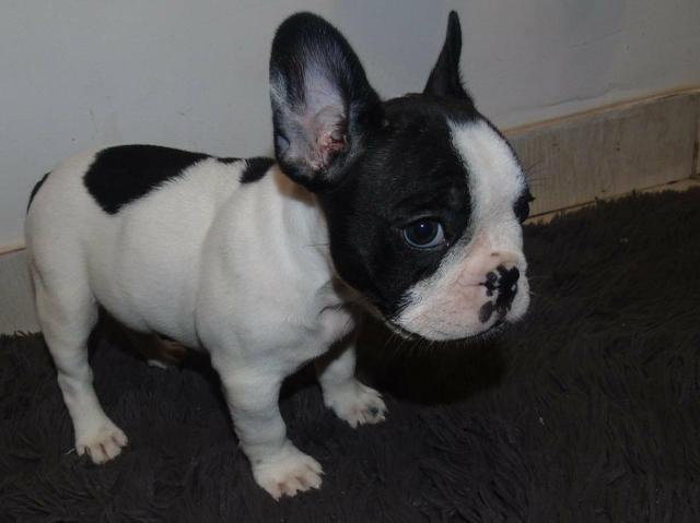 Bulldog francês Fêmea