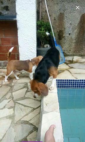 Casal de beagles
