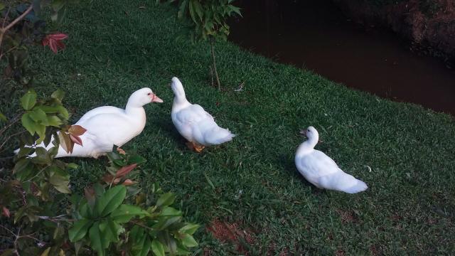 Casal de patos brancos