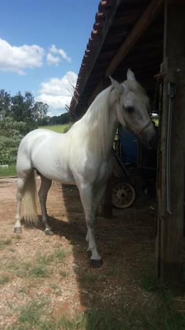 Cavalo Manga Larga Marchador